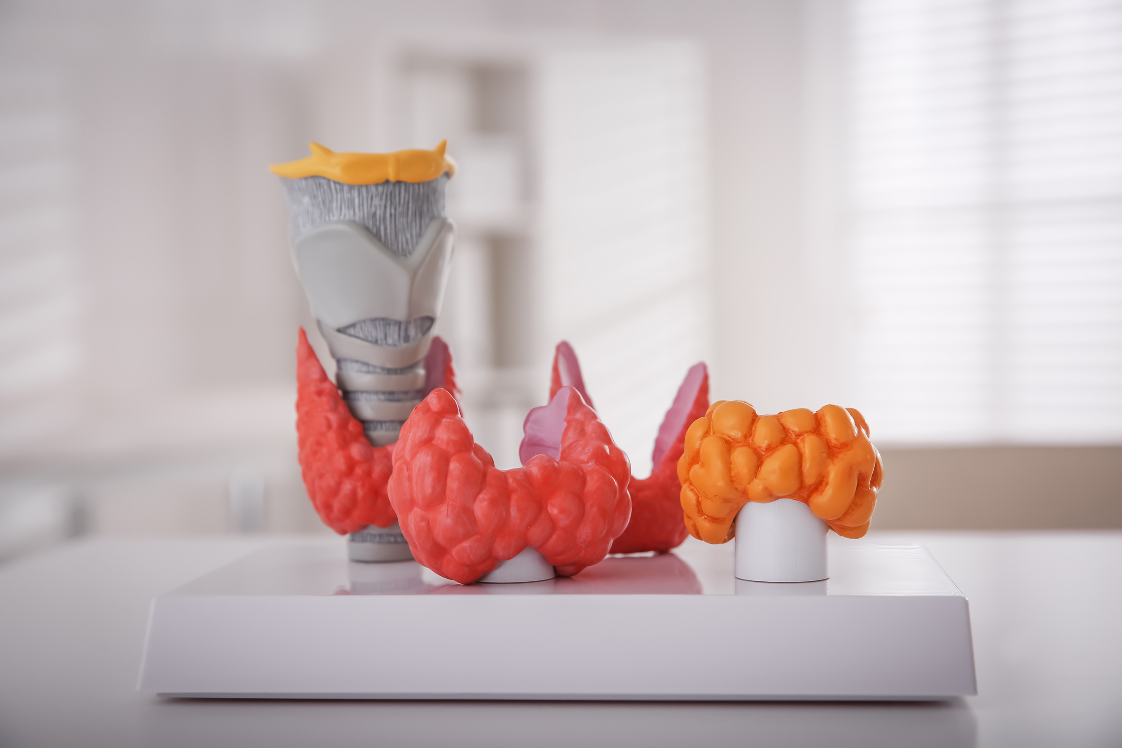 Thyroid Gland Models on White Table in Hospital